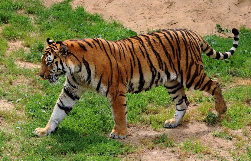 le tigre 