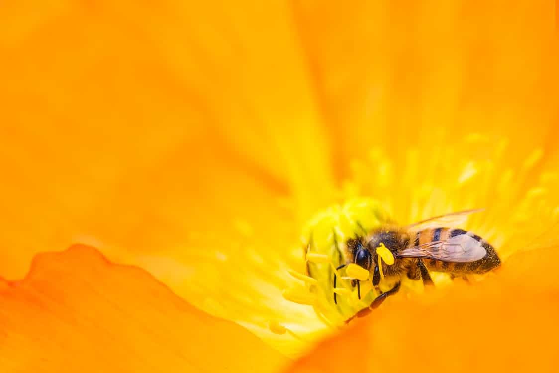 pollen-gelee-royale