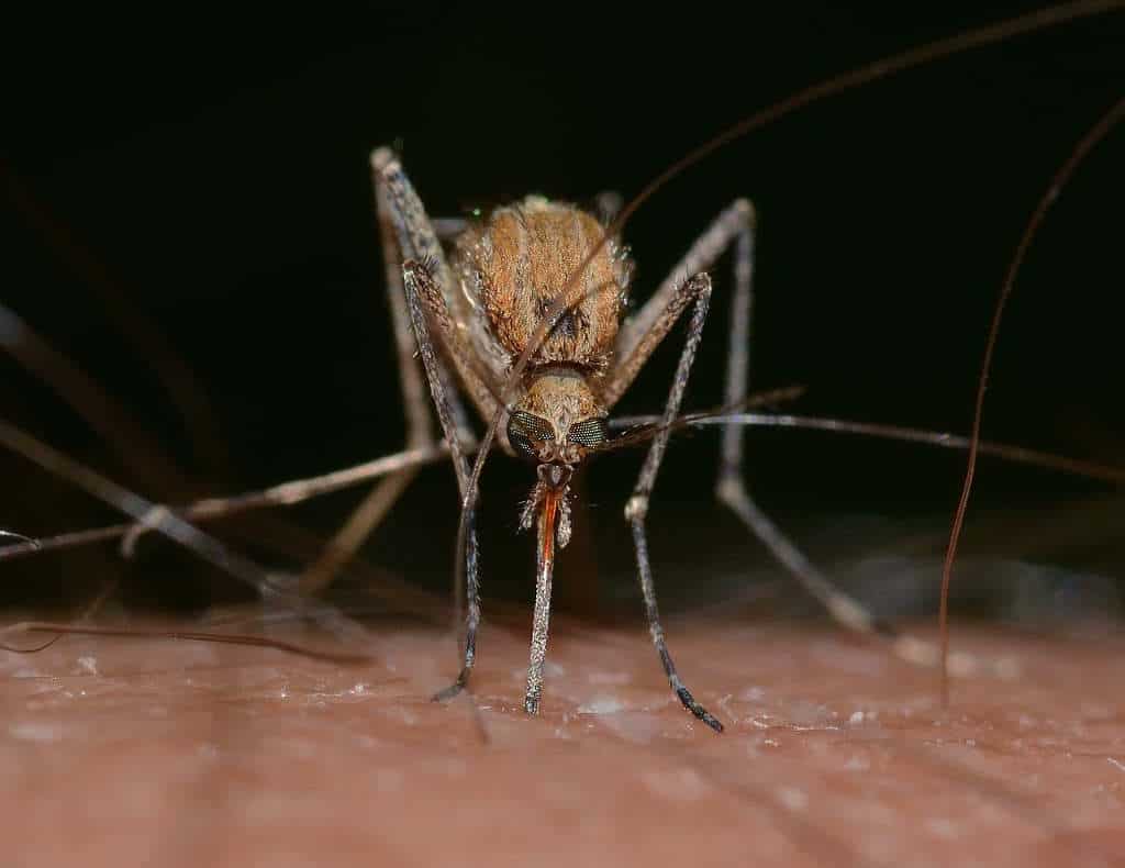 lutter contre les moustiques