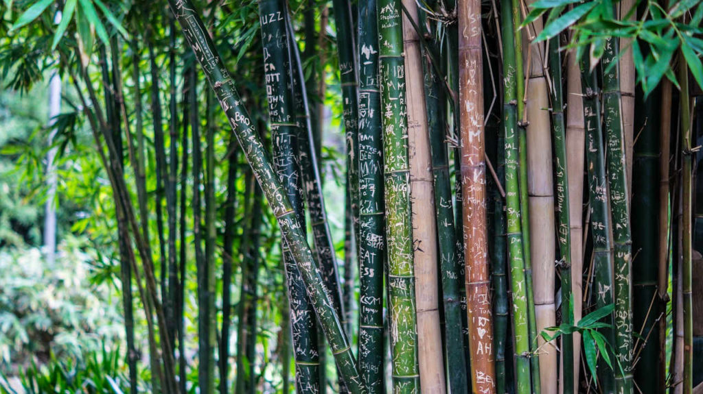 lutter contre les bambous