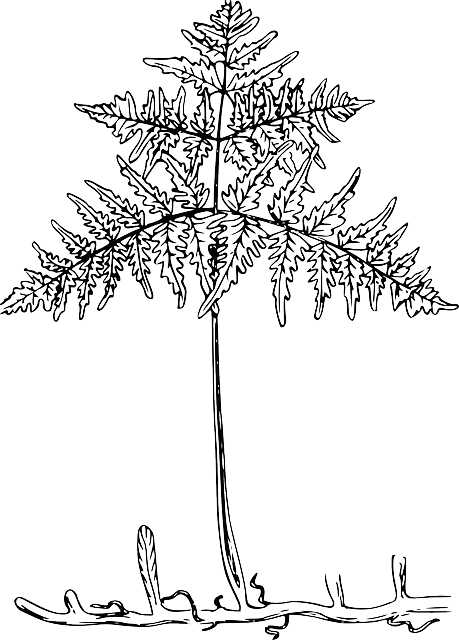 plante rhizome