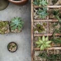 Entretien des plantes succulentes
