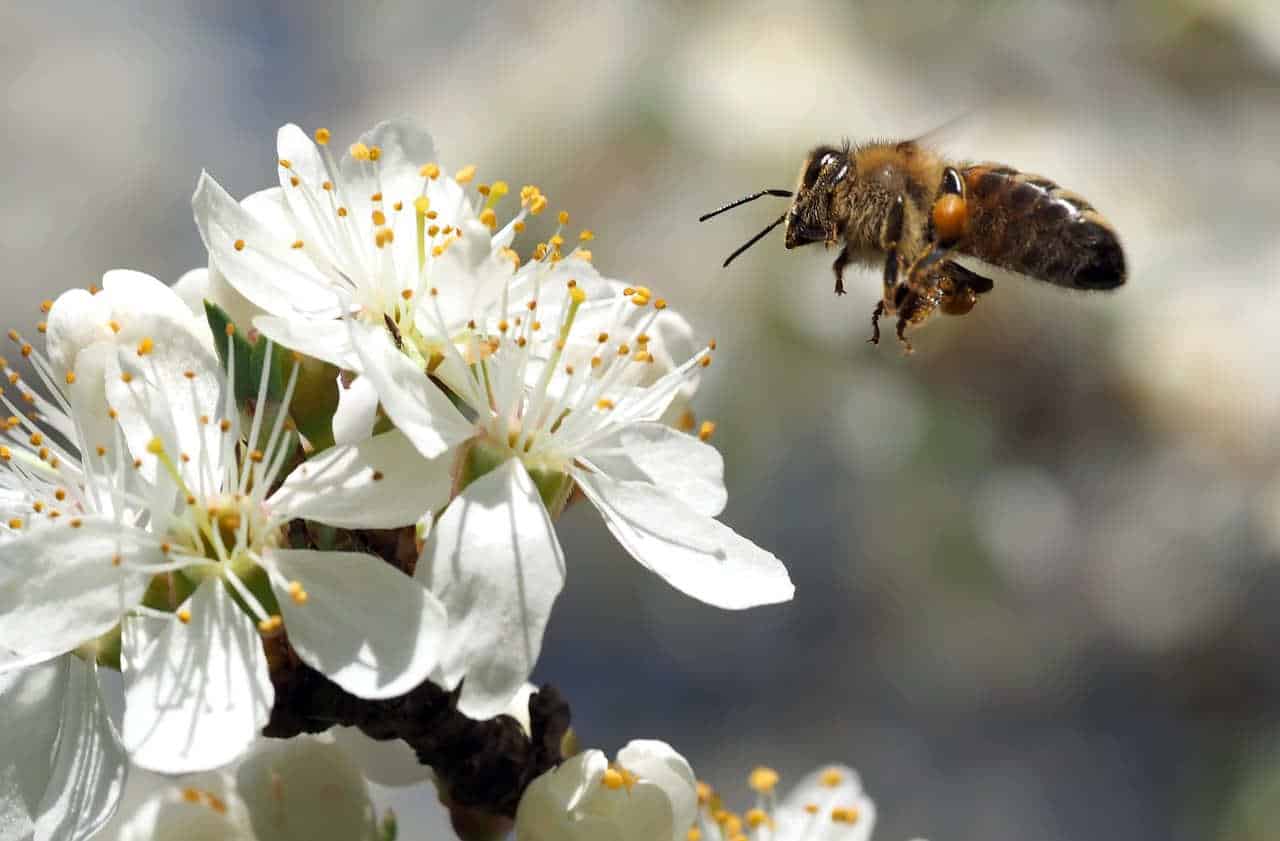 8 choses à savoir sur l’apiculture pour débutant