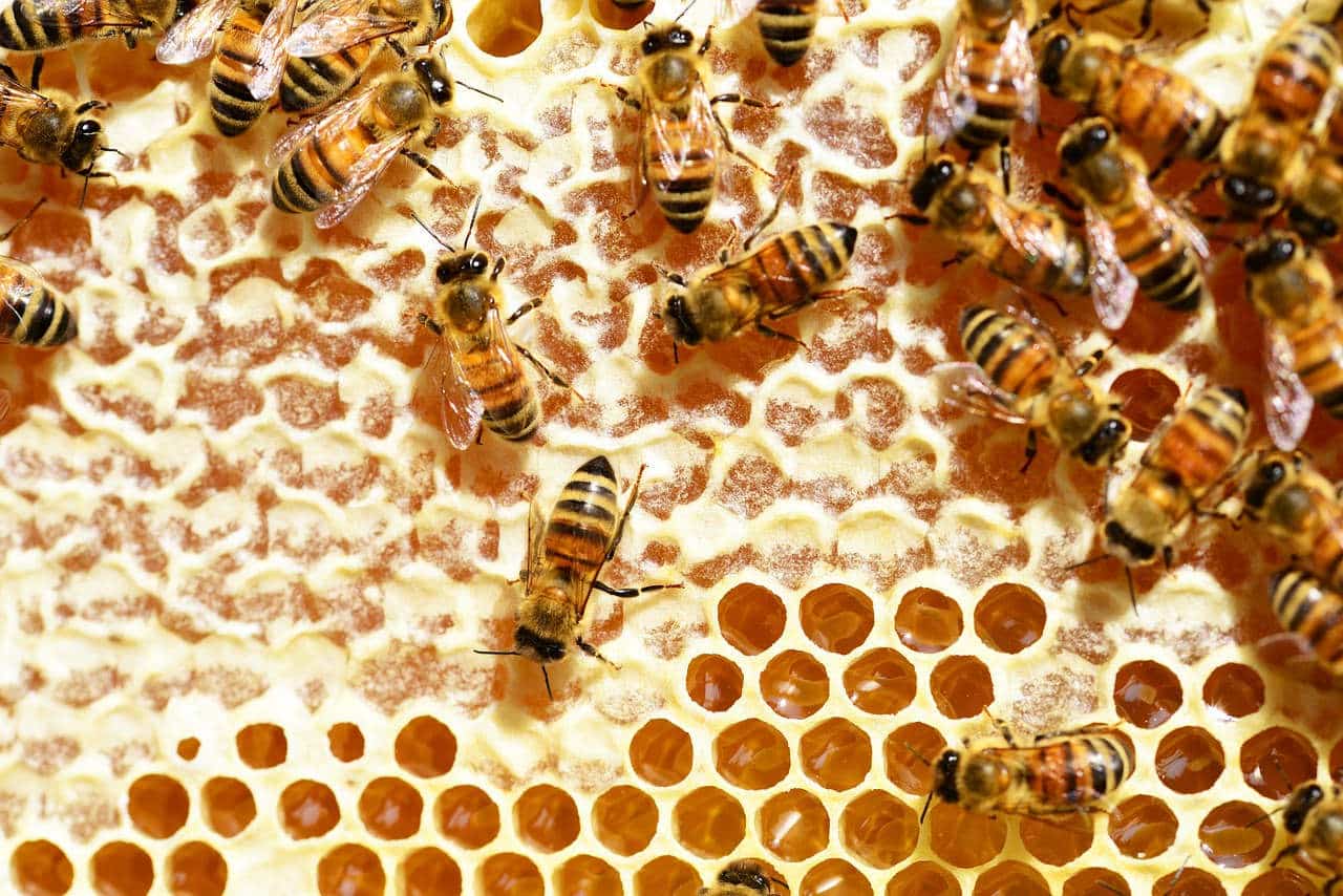 trophallaxie chez l'abeille
