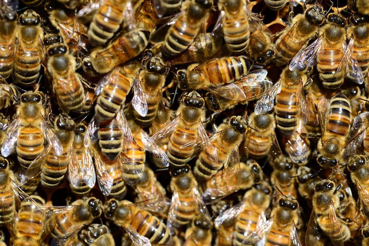 abeille poilu