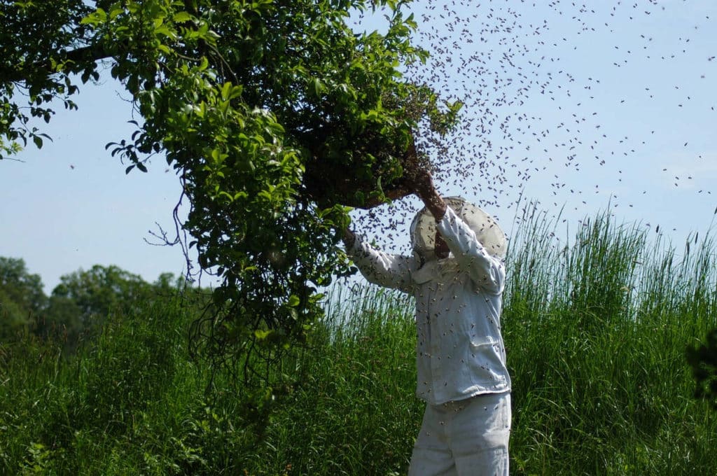combien de ruches par hectare