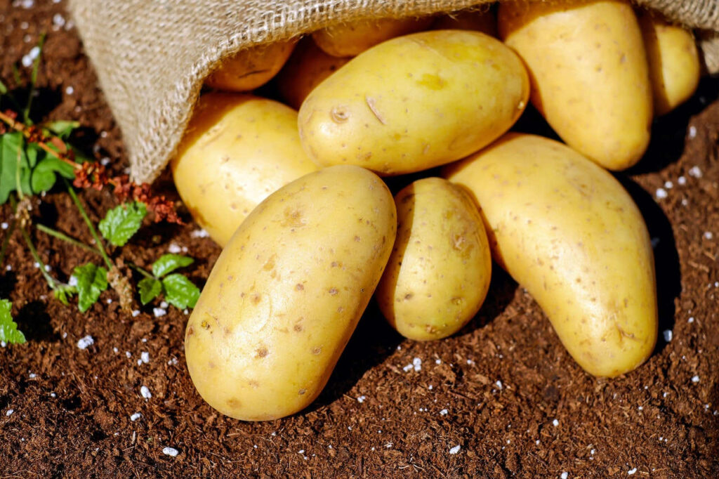faire germer les pommes de terre