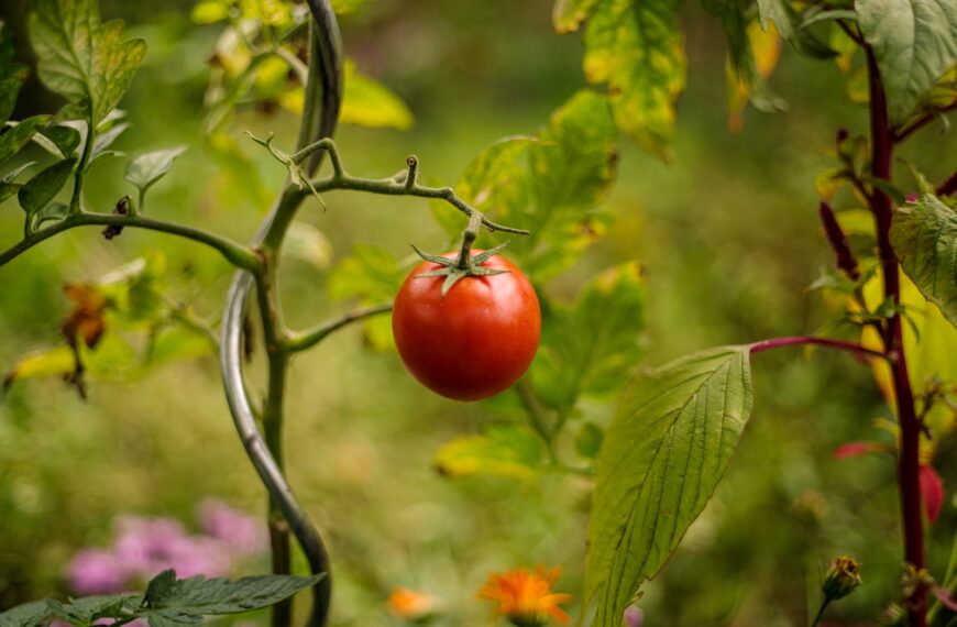 Comment faire germer des graines de tomate ?