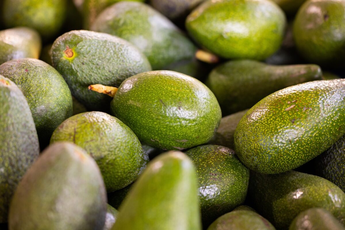 Faire germer un noyau d'avocat Guide pour débutants — free download